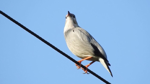 Red-billed Starling - ML201634251