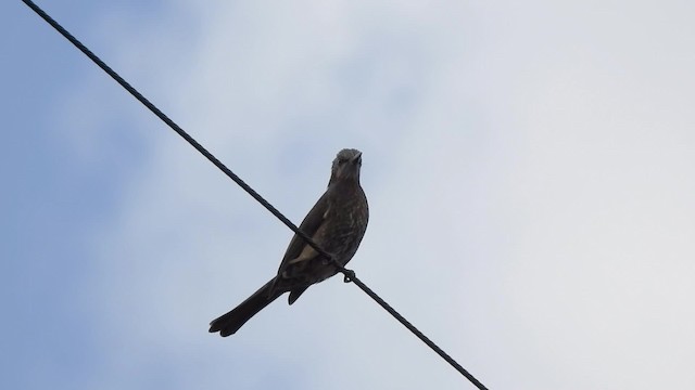 Bulbul à oreillons bruns - ML201634261