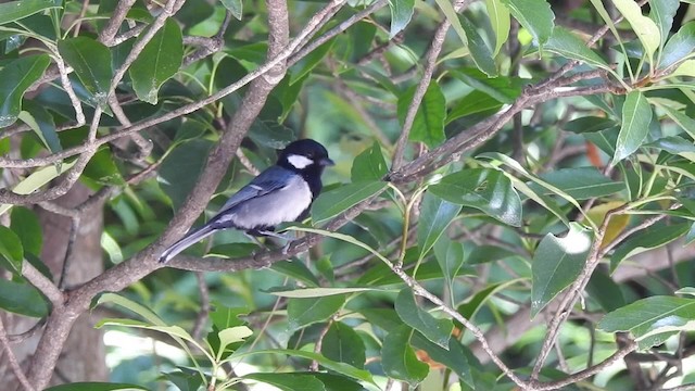 Mésange de Chine (nigriloris) - ML201634291