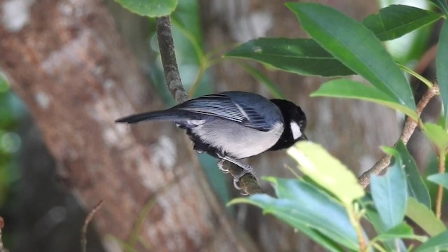 Mésange de Chine (nigriloris) - ML201634301