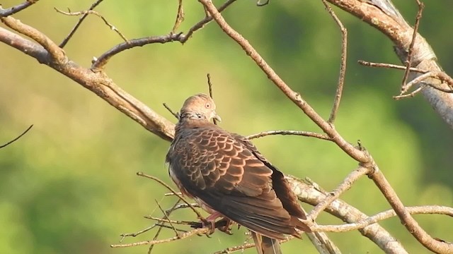 Oriental Turtle-Dove - ML201634311