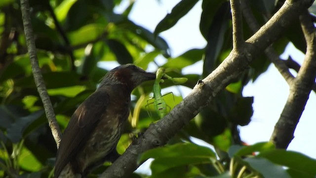 Brown-eared Bulbul - ML201634321