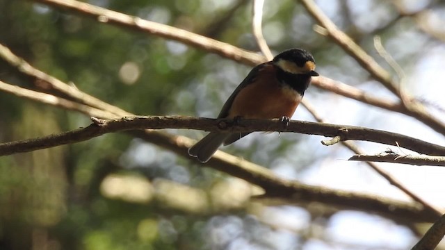 Varied Tit - ML201634361