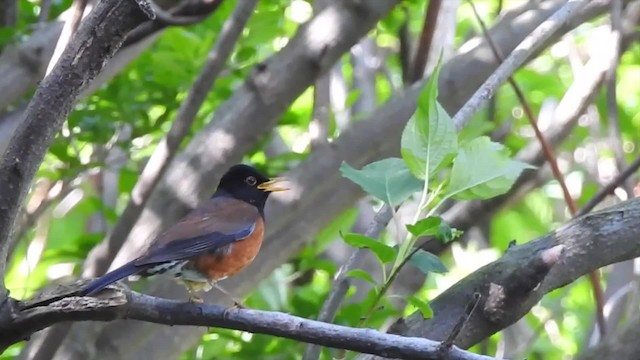 Izu Thrush - eBird