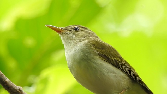 Ijima's Leaf Warbler - ML201634431