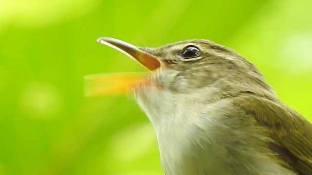 Ijima's Leaf Warbler - ML201634441