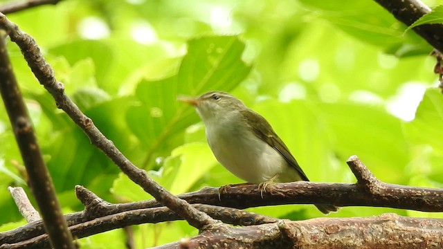 Ijima's Leaf Warbler - ML201634451