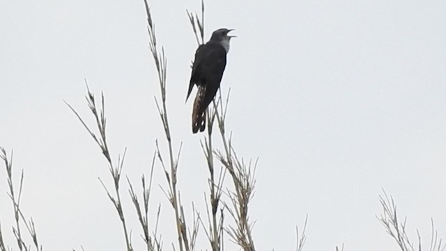 Lesser Cuckoo - ML201634481