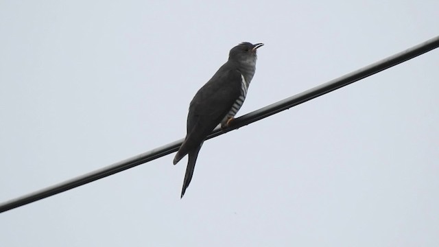 Lesser Cuckoo - ML201634491