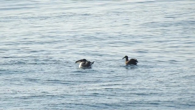 Short-tailed Albatross - ML201634551