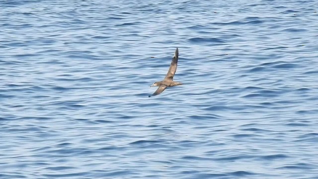 Black-footed Albatross - ML201634561