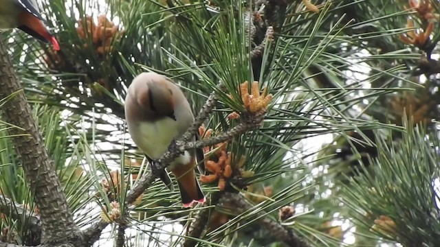 Japanese Waxwing - ML201634591