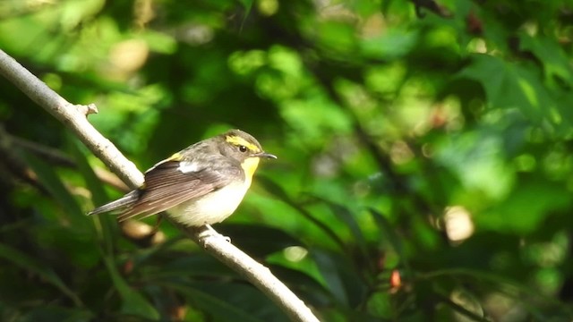 Narcissus Flycatcher - ML201634631