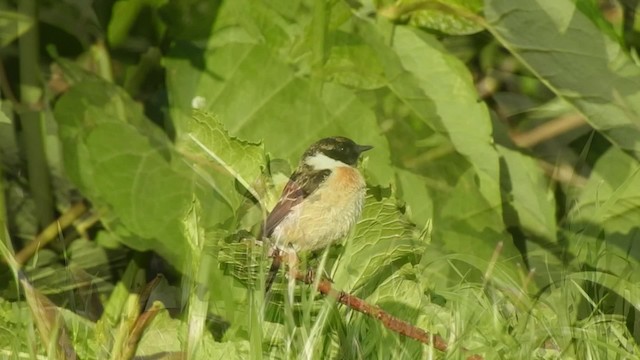 Amur Stonechat - ML201634651