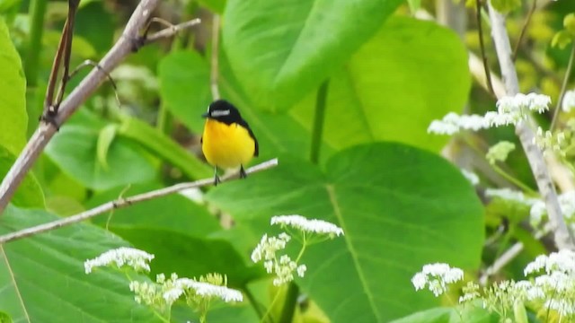 Gobemouche à croupion jaune - ML201634661