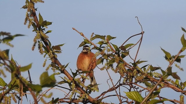 Meadow Bunting - ML201634671