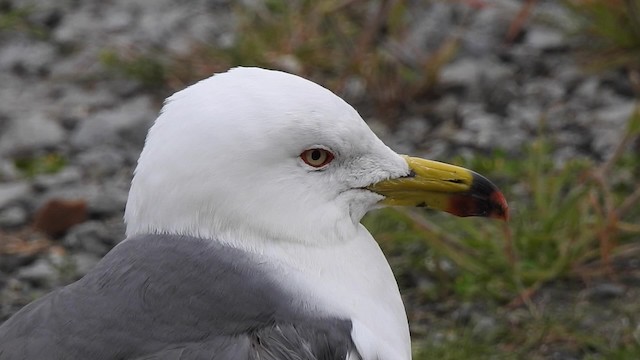 Gaviota Japonesa - ML201634711