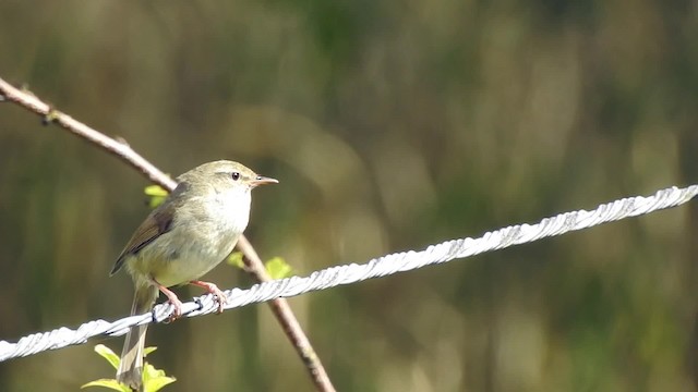 Japanese Bush Warbler - ML201634791