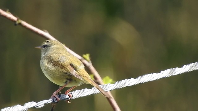 Japanese Bush Warbler - ML201634811