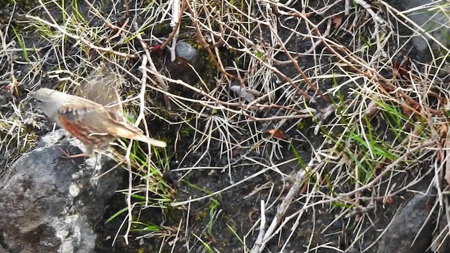 Тагийн хайруулдай - ML201634831