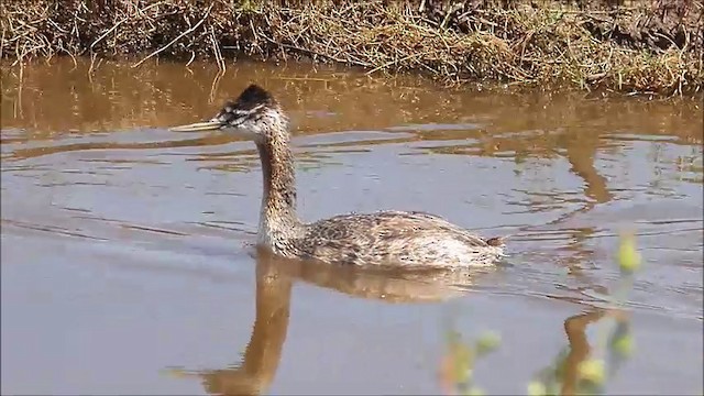 Great Grebe - ML201635101