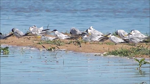 Yellow-billed Tern - ML201635251