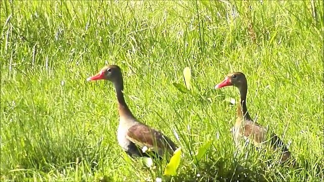 Black-bellied Whistling-Duck - ML201635341