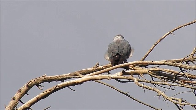 Plumbeous Kite - ML201635381