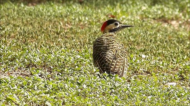 Carpintero Real Norteño (grupo melanolaimus) - ML201635421