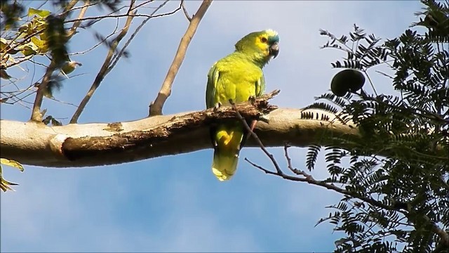 Turquoise-fronted Amazon - ML201635431