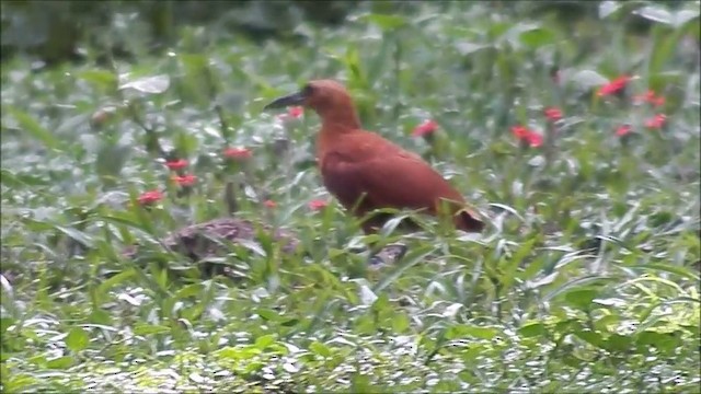 Great Rufous Woodcreeper - ML201635461