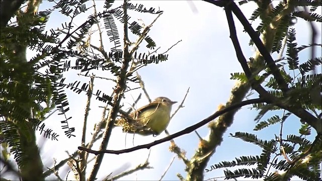 Greenish Elaenia - ML201635471