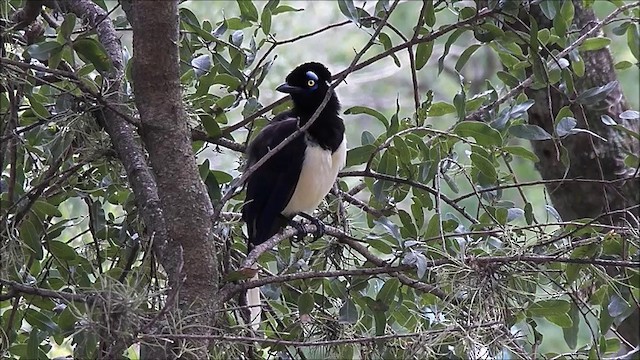 plysjskrike - ML201635491