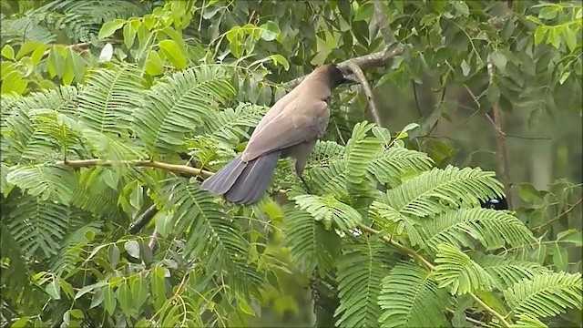 Purplish Jay - ML201635501
