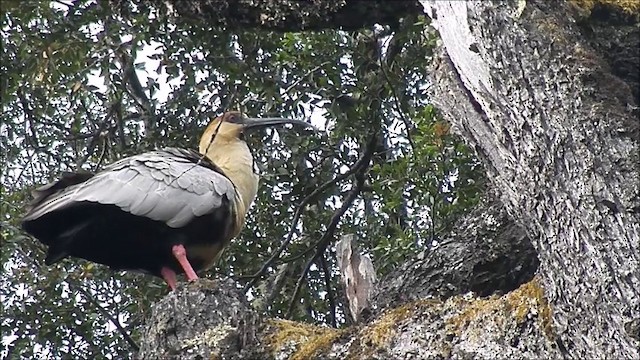 Black-faced Ibis - ML201635521