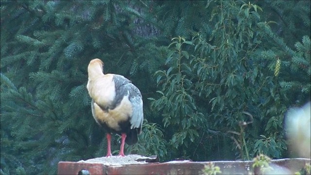 Black-faced Ibis - ML201635531