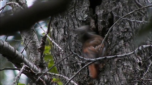 White-throated Treerunner - ML201635551