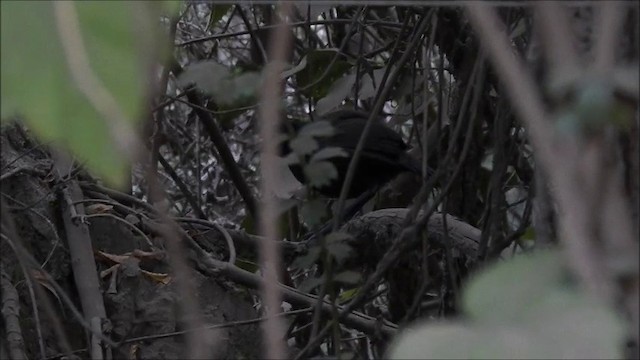 Black-throated Huet-huet - ML201635571