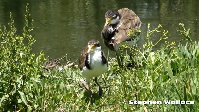 Masked Lapwing (Black-shouldered) - ML201635581