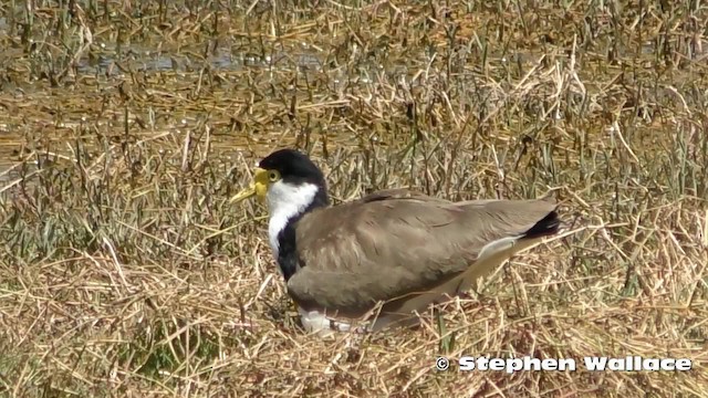 Masked Lapwing (Black-shouldered) - ML201635601