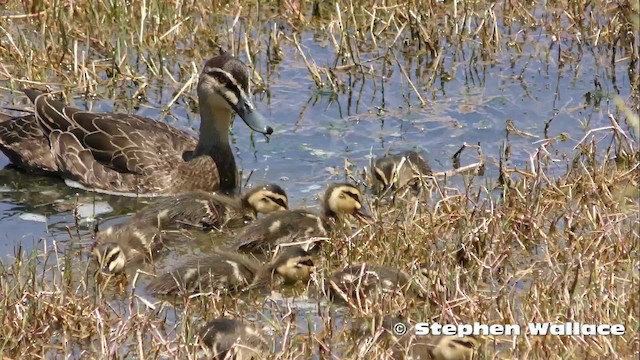 Pacific Black Duck - ML201635611