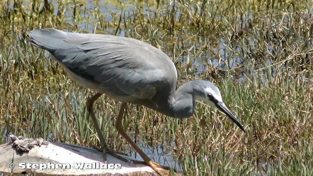 White-faced Heron - ML201635621