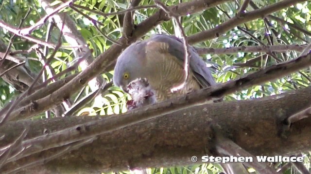 Collared Sparrowhawk - ML201635631