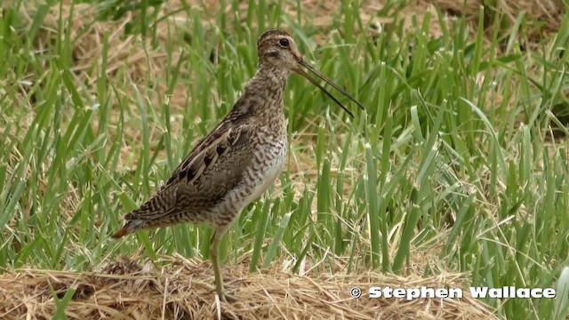 Latham's Snipe - ML201635641