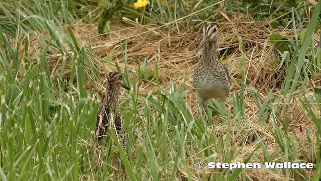 Latham's Snipe - ML201635661