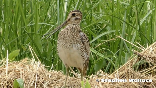 Latham's Snipe - ML201635671