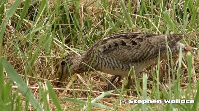 Latham's Snipe - ML201635681