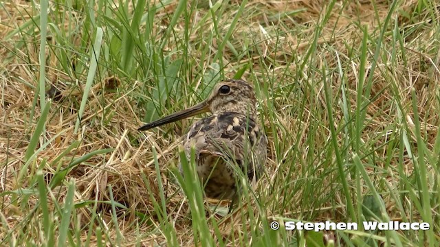 Latham's Snipe - ML201635701