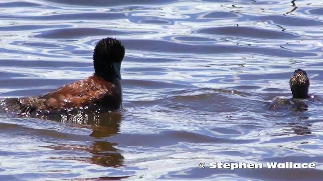 Blue-billed Duck - ML201635731