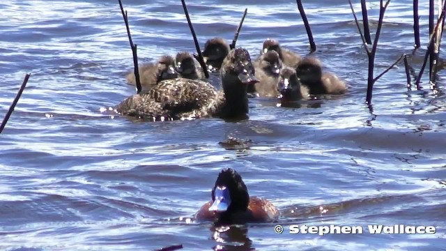 Blue-billed Duck - ML201635741